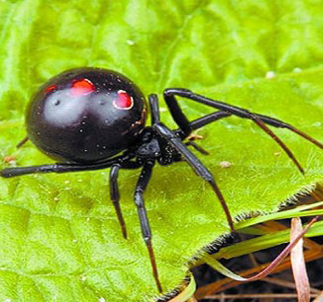 компания Крым-Ирей