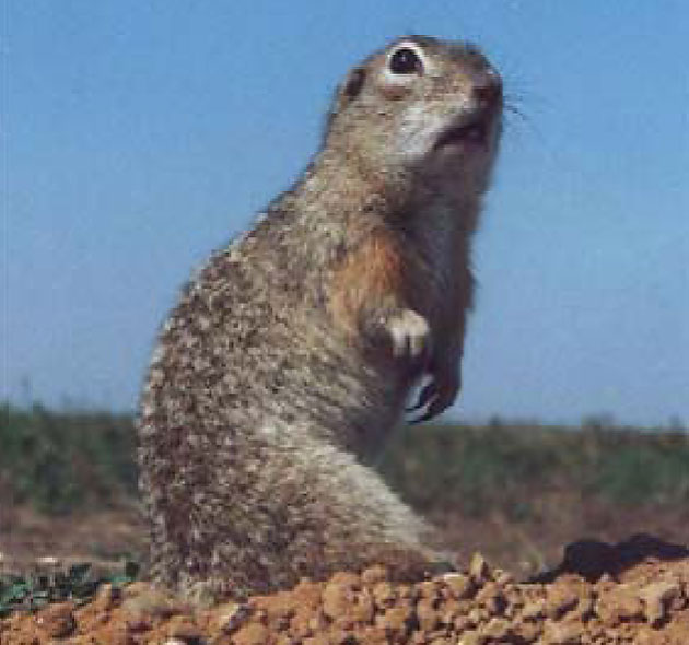 компания Крым-Ирей